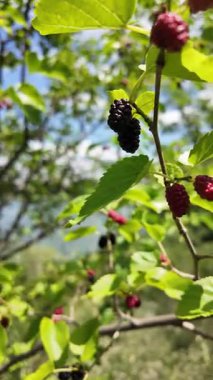 Olgun morus meyveli dut ağacı. Ağacın dalında dut. Ağaçtan taze dut.