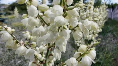 Yuccalar çiçek açıyor. Yeşil Yucca ihtişamlı bitkileri yazın bahçede beyaz çiçeklerle. Yeşil Yucca ihtişamlı bitkileri yazın bahçede beyaz çiçeklerle