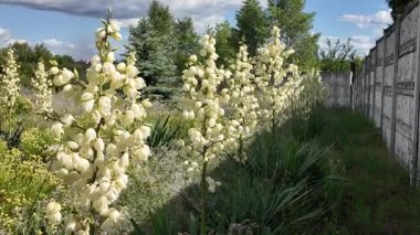 Yuccalar çiçek açıyor. Yeşil Yucca ihtişamlı bitkileri yazın bahçede beyaz çiçeklerle. Yeşil Yucca ihtişamlı bitkileri yazın bahçede beyaz çiçeklerle