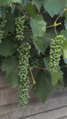 Sarmaşıktaki küçük yeşil üzümler. Küçük yeşil üzümler. Olgunlaşmamış üzüm. Yavaş çekim videosu. Yaprak ve üzüm. Küçük, olgunlaşmamış yeşil üzümlerin yakın plan görüntüsü,