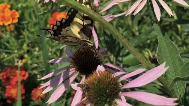 Çiçekli böcekler. Çiçekte kelebekler ve arılar. Ekinezya çiçekleri. Makro video. böcekler yakın plan.