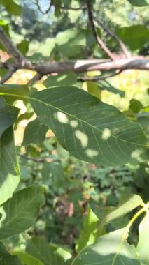 Jglans bölgesi. Ağacın dalında asılı guavaların 4K görüntüsü. Guava meyvesi asıyorum. Guava 'ları kapatın. Sağlıklı gıda konsepti. Guava. Guavas Ağacında Olgun Tropikal Meyve Guava.