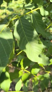 Jglans bölgesi. Ağacın dalında asılı guavaların 4K görüntüsü. Guava meyvesi asıyorum. Guava 'ları kapatın. Sağlıklı gıda konsepti. Guava. Guavas Ağacında Olgun Tropikal Meyve Guava.