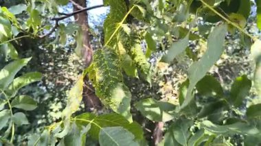 Jglans bölgesi. Ağacın dalında asılı guavaların 4K görüntüsü. Guava meyvesi asıyorum. Guava 'ları kapatın. Sağlıklı gıda konsepti. Guava. Guavas Ağacında Olgun Tropikal Meyve Guava.