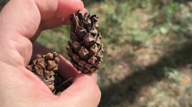 Elinde kuru çam kozalakları var. Yerin üstündeki adamın avucundaki kuru kozalaklar. Ağaçtan düşen bir avuç kozalak. Kumlu zemine çam kozalakları salıyor..