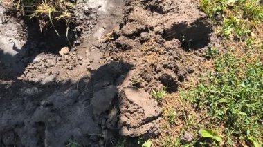 Kuru toprak. Çatlak kara toprak. Kuru yaz. Yetersiz toprak nemi. Toprakta nem eksikliği. Kuru çatlak kara zemini, dönüyor, dönüyor, üst manzara