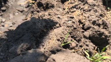 Kuru toprak. Çatlak kara toprak. Kuru yaz. Yetersiz toprak nemi. Toprakta nem eksikliği. Kuru çatlak kara zemini, dönüyor, dönüyor, üst manzara