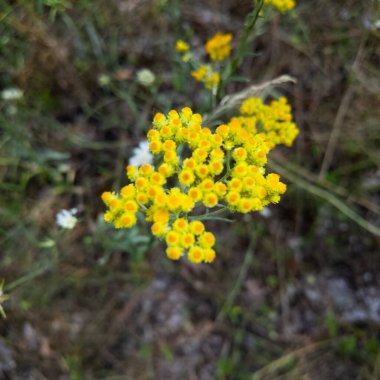 Ölümsüz çiçek. Sarı köri çiçekleri tarlada. Kırsal kesimde yaz mevsiminde yetişen sağlıklı otlar. Helichrysum italicum.