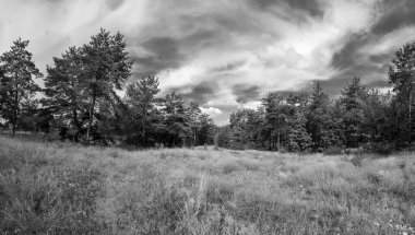 Manzara çam ormanı ve güzel gökyüzü. Tarla ve orman. Gökyüzündeki bulutlar bir çam ormanının arka planına karşı. Doğal manzara..