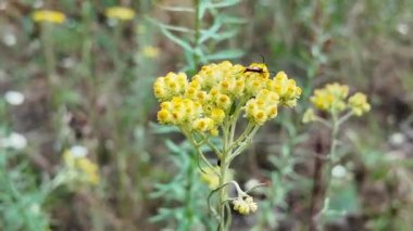 Ölümsüz çiçek. Sarı köri çiçekleri tarlada. Kırsal kesimde yaz mevsiminde yetişen sağlıklı otlar. Helichrysum italicum.