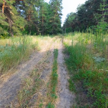 Ormandaki kum yolu. video 4k 60 fps. Uçan bir dronun videosu, araba Ukrayna 'nın kırsal kesimindeki yol boyunca orman manzaralı bir kır yolu boyunca gidiyor.