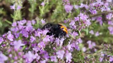 Çiçek üzerinde kocaman bir eşek arısı. video 4k 60 fps. Çiçekteki eşek arısı. Arı eşekarısı ayrıntıları doğa yakın plan pembe çiçek renkleri