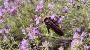 Çiçek üzerinde kocaman bir eşek arısı. video 4k 60 fps. Çiçekteki eşek arısı. Arı eşekarısı ayrıntıları doğa yakın plan pembe çiçek renkleri