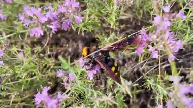 Çiçek üzerinde kocaman bir eşek arısı. video 4k 60 fps. Çiçekteki eşek arısı. Arı eşekarısı ayrıntıları doğa yakın plan pembe çiçek renkleri