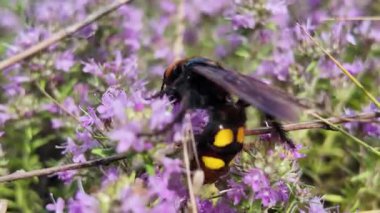 Çiçek üzerinde kocaman bir eşek arısı. video 4k 60 fps. Çiçekteki eşek arısı. Arı eşekarısı ayrıntıları doğa yakın plan pembe çiçek renkleri
