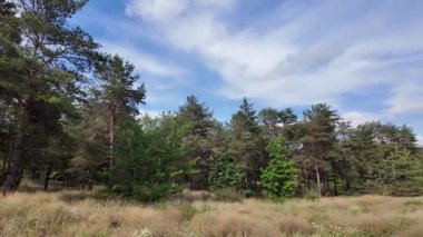 Manzara çam ormanı ve güzel gökyüzü. Tarla ve orman. Gökyüzündeki bulutlar bir çam ormanının arka planına karşı. Doğal manzara..