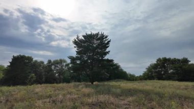 Manzara çam ormanı ve güzel gökyüzü. Tarla ve orman. Gökyüzündeki bulutlar bir çam ormanının arka planına karşı. Doğal manzara..