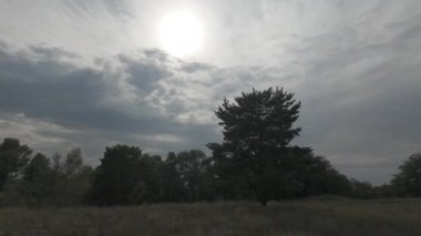 Manzara çam ormanı ve güzel gökyüzü. Tarla ve orman. Gökyüzündeki bulutlar bir çam ormanının arka planına karşı. Doğal manzara..