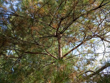 Çam ağacıyla parlak bir video. Uzun çam ağacının güneşli videosu. Kozalaklı ağaçların dalları ve iğneleri. Video 4k 60 kare. Güneş ışığı ve ağacın güzel hava manzarası. Arka planda bulanıklık..