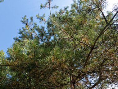 Çam ağacıyla parlak bir video. Uzun çam ağacının güneşli videosu. Kozalaklı ağaçların dalları ve iğneleri. Video 4k 60 kare. Güneş ışığı ve ağacın güzel hava manzarası. Arka planda bulanıklık..