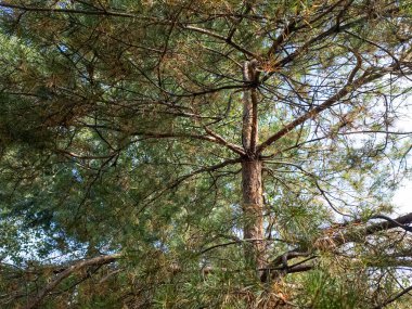 Çam ağacıyla parlak bir video. Uzun çam ağacının güneşli videosu. Kozalaklı ağaçların dalları ve iğneleri. Video 4k 60 kare. Güneş ışığı ve ağacın güzel hava manzarası. Arka planda bulanıklık..