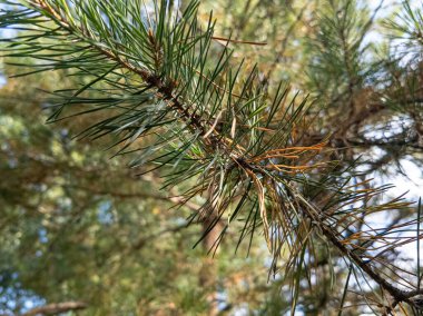 Çam ağacıyla parlak bir video. Uzun çam ağacının güneşli videosu. Kozalaklı ağaçların dalları ve iğneleri. Video 4k 60 kare. Güneş ışığı ve ağacın güzel hava manzarası. Arka planda bulanıklık..