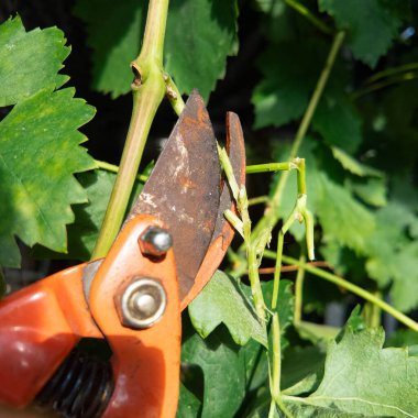 Secateurlar bir insanın elinde. Makas yerleştir. Bir insan mezhepçilerle dallar kesiyor..