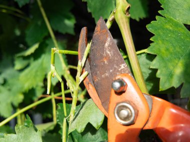 Secateurlar bir insanın elinde. Makas yerleştir. Bir insan mezhepçilerle dallar kesiyor..