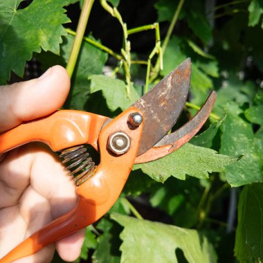 Secateurlar bir insanın elinde. Makas yerleştir. Bir insan mezhepçilerle dallar kesiyor..