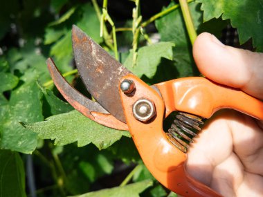 Secateurlar bir insanın elinde. Makas yerleştir. Bir insan mezhepçilerle dallar kesiyor..