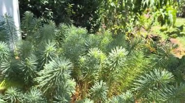 Yeşil arka planda ışık ve gölge oyunu. Doğal arka planda gölge. Güneş ve gölge. Değişen ışık ve yeşil dalların gölgesi. soyut yeşil arkaplan.