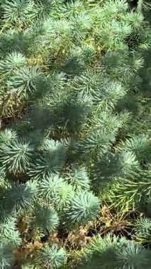 Yeşil arka planda ışık ve gölge oyunu. Doğal arka planda gölge. Güneş ve gölge. Değişen ışık ve yeşil dalların gölgesi. soyut yeşil arkaplan.