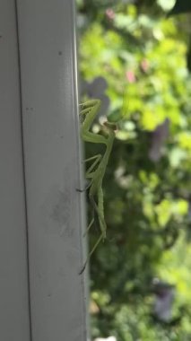Peygamberdevesi. Peygamber devesi dini, yeşil peygamberdevesi tehlikede. Büyük yeşil böcek. Dua eden peygamber devesi.