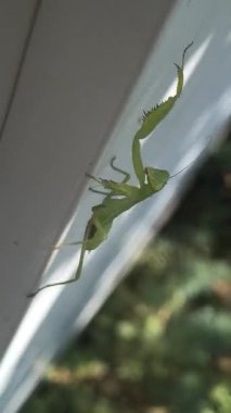 Peygamberdevesi. Peygamber devesi dini, yeşil peygamberdevesi tehlikede. Büyük yeşil böcek. Dua eden peygamber devesi.