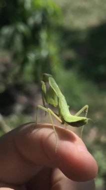 Peygamberdevesi. Peygamber devesi dini, yeşil peygamberdevesi tehlikede. Büyük yeşil böcek. Dua eden peygamber devesi.