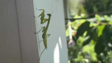 Peygamberdevesi. Peygamber devesi dini, yeşil peygamberdevesi tehlikede. Büyük yeşil böcek. Dua eden peygamber devesi.