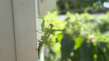 Peygamberdevesi. Peygamber devesi dini, yeşil peygamberdevesi tehlikede. Büyük yeşil böcek. Dua eden peygamber devesi.