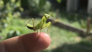 Peygamberdevesi. Peygamber devesi dini, yeşil peygamberdevesi tehlikede. Büyük yeşil böcek. Dua eden peygamber devesi.