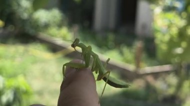 Peygamberdevesi. Peygamber devesi dini, yeşil peygamberdevesi tehlikede. Büyük yeşil böcek. Dua eden peygamber devesi.
