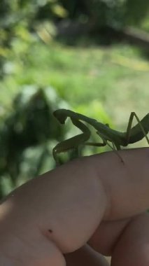 Peygamberdevesi. Peygamber devesi dini, yeşil peygamberdevesi tehlikede. Büyük yeşil böcek. Dua eden peygamber devesi.