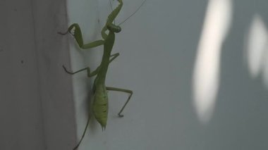 Peygamberdevesi. Peygamber devesi dini, yeşil peygamberdevesi tehlikede. Büyük yeşil böcek. Dua eden peygamber devesi.