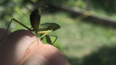 Peygamberdevesi. Peygamber devesi dini, yeşil peygamberdevesi tehlikede. Büyük yeşil böcek. Dua eden peygamber devesi.