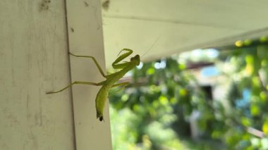 Peygamberdevesi. Peygamber devesi dini, yeşil peygamberdevesi tehlikede. Büyük yeşil böcek. Dua eden peygamber devesi.