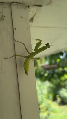 Peygamberdevesi. Peygamber devesi dini, yeşil peygamberdevesi tehlikede. Büyük yeşil böcek. Dua eden peygamber devesi.