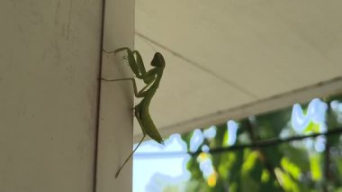 Peygamberdevesi. Peygamber devesi dini, yeşil peygamberdevesi tehlikede. Büyük yeşil böcek. Dua eden peygamber devesi.