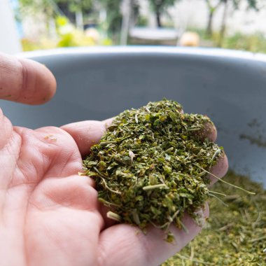 Kuru ve ezilmiş ot. Elinde tütün var. Yiyecek için ezilmiş baharatlar. Kuru dereotu ve maydanoz. Kuru fesleğen. Yemek için baharat. kuru kenevir.