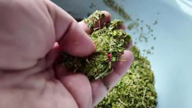 Kuru ve ezilmiş ot. Elinde tütün var. Yiyecek için ezilmiş baharatlar. Kuru dereotu ve maydanoz. Kuru fesleğen. Yemek için baharat. kuru kenevir.