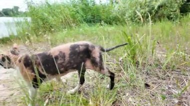 Kel kedi. Caddede yürüyen bir sfenks kedisine yakın plan. Komik gri kel kedi. Çok renkli kel bir kedi. Ağır çekim video 4k. Bir sfenks kedisi kenarda oturur.