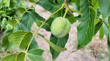 Bir dalda büyük yeşil fındık. Bir dalda ceviz. Kabuklu yeşil fındık.