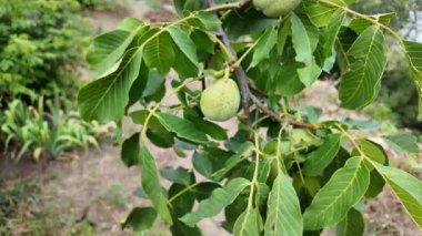 Bir dalda büyük yeşil fındık. Bir dalda ceviz. Kabuklu yeşil fındık.